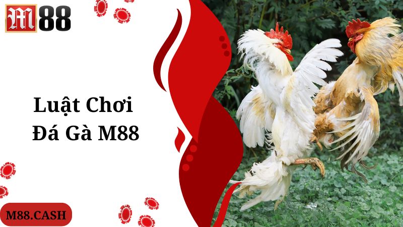 M88 Đá gà: Chơi đá gà trực tiếp Thomo/Philippines siêu hay 3 Luật chơi chung người hội viên cần biết khi tham gia M88 đá gà