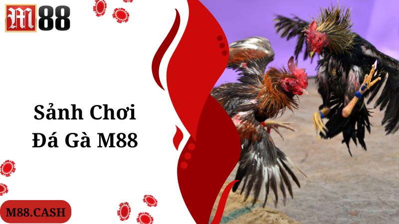 M88 Đá gà: Chơi đá gà trực tiếp Thomo/Philippines siêu hay 2 Sảnh chơi M88 đá gà nổi tiếng và đẳng cấp hàng đầu